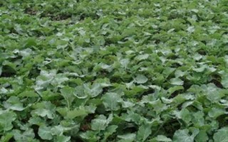 油菜的种植方法，播种前需晒种