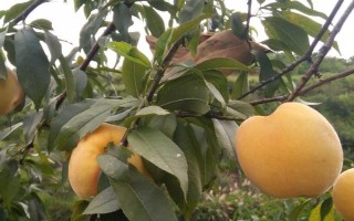 黄桃北方能种植吗，在北方是可以种植黄桃的