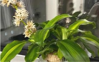 巴西木开花的兆头，寓意富贵吉祥、