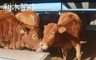 秦川牛和利木赞牛有什么区别,毛色、体型、体重等方面均不同