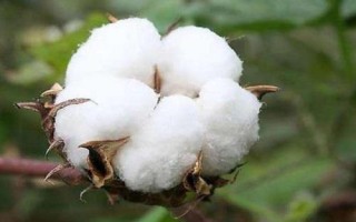 冀航8号棉花种简介,转基因抗虫常规棉品种