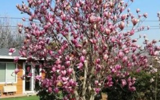 开花很香的树有哪些，这5种在生活中非常常见