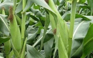 金禾102玉米种子简介,每亩施尿素15千克