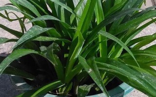 吊兰换盆要注意什么，剪除烂根等伤口愈合再上盆