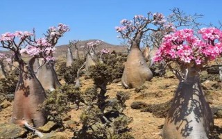 沙漠玫瑰怎样剪枝,抹芽处理是剪枝的基本要求