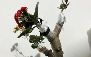 玉树如何嫁接天竺葵，要选择生长健壮且无病害的枝条作为接穗