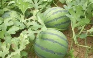 种西瓜喷醋的时间，西瓜幼苗长出一两片真叶时喷第一次