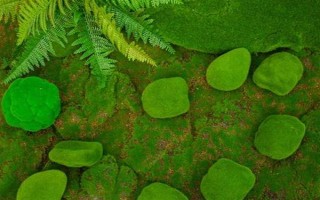 苔藓球的养殖方法，定期通风透气可避免植株枯死