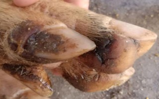 猪脱蹄的原因,可能是地面呈现碱性或过于潮湿所致