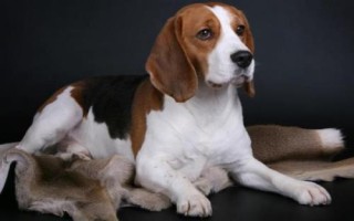 比格犬的训练方法，尽量在两个月大的时候就开始训练