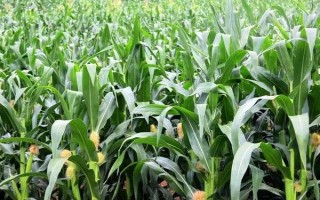 龙雨6066玉米种子特点，注意防治大斑病和灰斑病