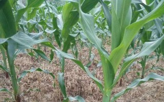 晶煌8号玉米种子介绍，该品种株高216.3厘米