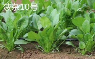 菠菜的适宜种植时间,春菠菜的播种适期为3月份