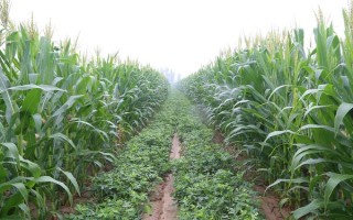 登海3521玉米品种简介,苗期注意防治粘虫