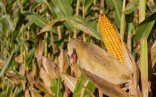 圣瑞818玉米种子介绍,播种期4月下旬至6月中旬