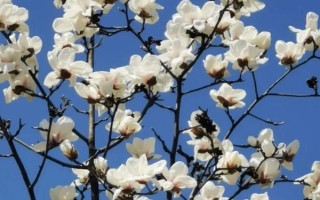 白玉兰的形态特征，高达17米且胸径达到30厘米