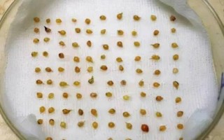 蔬菜种子播种前怎么处理，晒种是必须的第一步