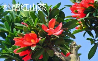 十大名贵山茶花品种介绍，各具特色