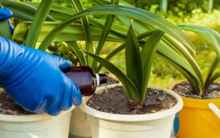 君子兰剪头后何时长新叶，通常需一年左右