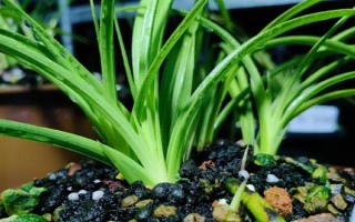 惠兰的养殖方法，按照不干不浇、浇则浇透的原则提供水分