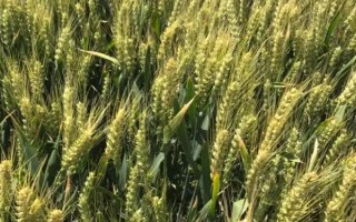 山农17小麦种子简介，适宜播种期10月上旬