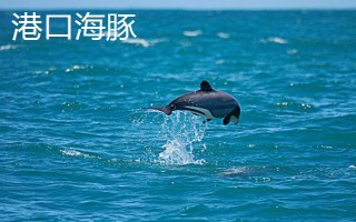海豚的智商高吗，属于海洋生物中智商比较高的