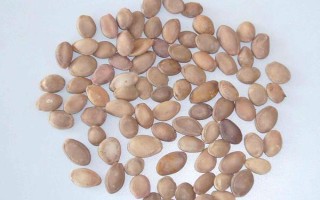 什么时候种植佛手瓜,在4-5月份种植可提高成活率