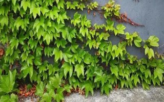 爬山虎和常春藤如何区分，叶片、花型和花期均不同