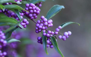 好听又有深意的植物，常见的有紫珠、玉簪、流苏等