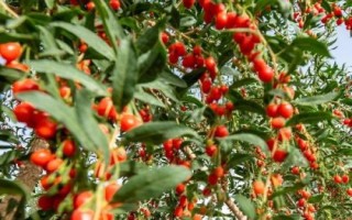 农村热门的药材种植项目，枸杞的产量一般更加稳定