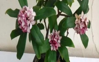 睡香花的养殖方法，每月施加一次稀薄的肥液