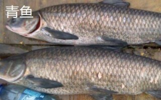 金版速攻2号简介，是一款甜香型商品饵料