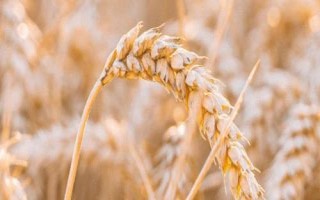 丰皇619小麦品种简介,每亩适宜基本苗18~20万