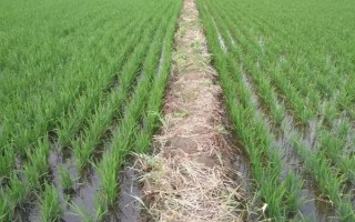 创两优茉莉占水稻品种的特性,鄂北4月中旬播种