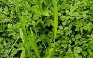 农村水田能种什么，栽培莲藕一般能获得可观的效益