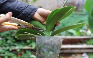 蝴蝶兰谢了如何修剪花梗，沿着花梗下方4厘米处修剪掉即可