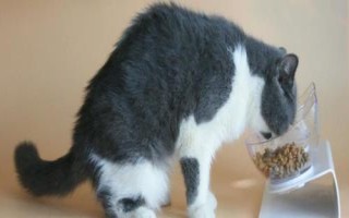 容易导致猫患糖尿病的几种坏习惯，使用低质量的猫粮或者喂食量不定等都会导致