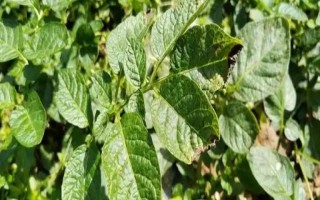 马铃薯晚疫病有什么症状，叶片发病会出现暗绿色水渍状斑点