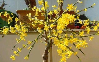 迎春花的养殖方法，适宜生长在10-25℃左右的环境