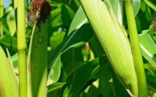 商道338玉米品种简介,中抗穗腐病