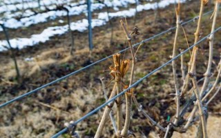 家庭种植的葡萄树怎么修剪，最好在冬季修剪