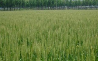 农麦766小麦种简介，每亩适宜基本苗15～18万