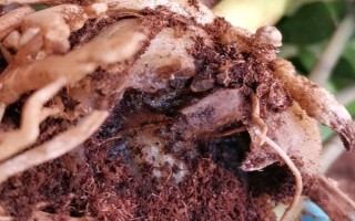 金钱树叶片发黑发绣的原因，可能是浇水过多所导致的