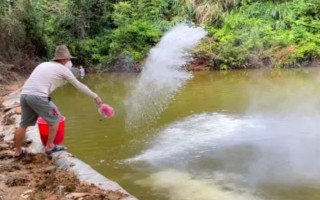 海瓜子怎么养殖，排干水塘再将种苗均匀撒在塘面上