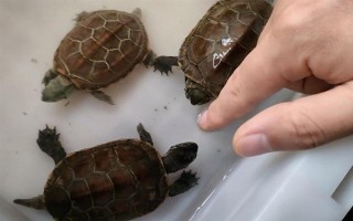 草龟可以和什么龟一起养，可以和黄喉龟、刀背麝香龟一起养