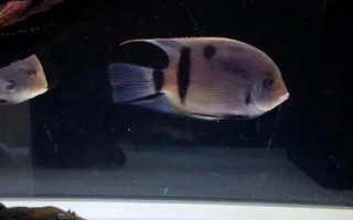 黑云鱼的养殖方法，水温尽量不要低于25℃