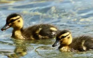 用哪种工具捕捉野生水鸭，竹篓被经常使用