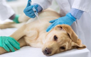 如何给狗狗调理肠胃，需根据年龄、体重来选择狗粮