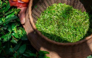 中国有哪十大茶叶品牌，西湖龙井、洞庭碧螺春等品牌榜上有名