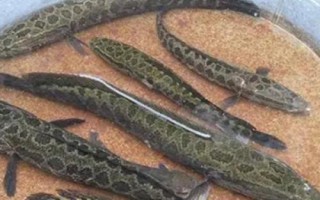 黑鱼一年能长多少斤，体重一般能增加1斤左右